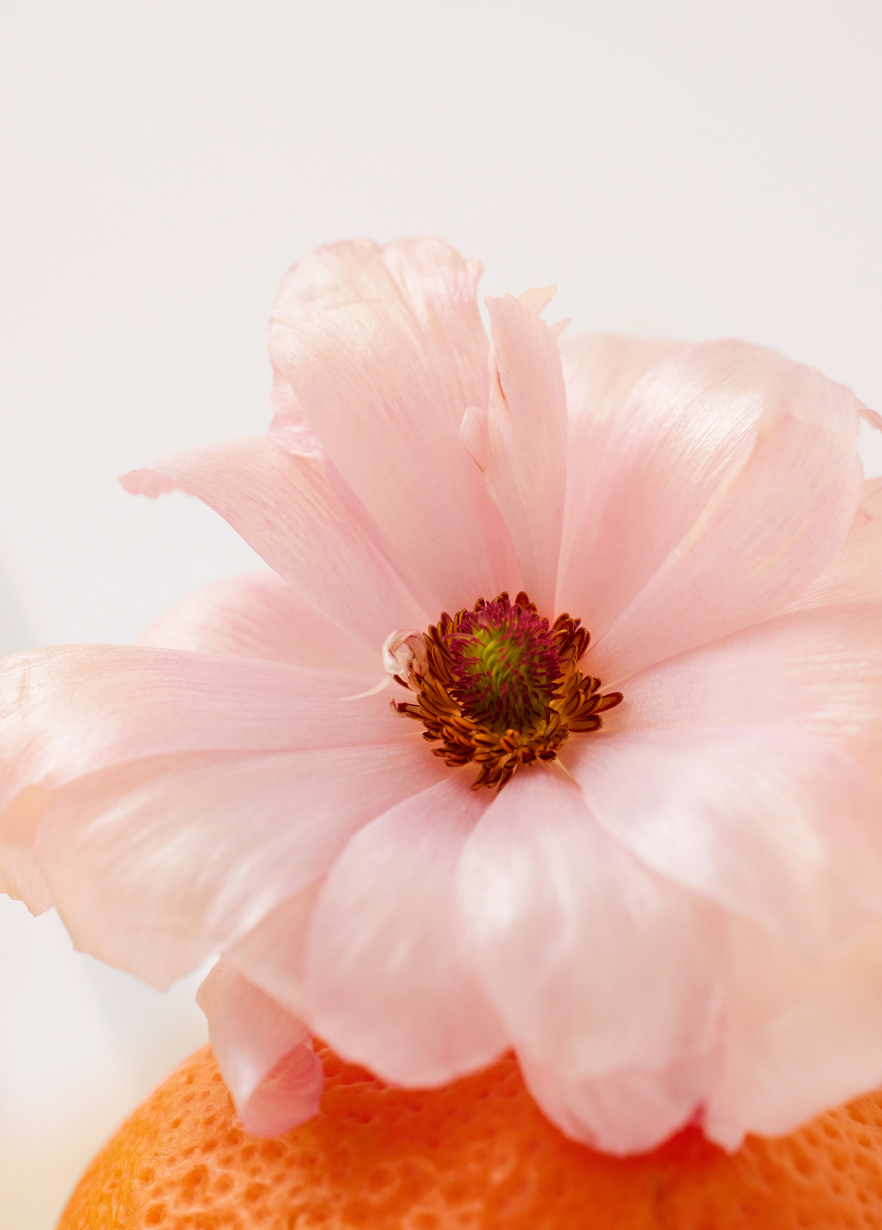 neroli – Eloro Home